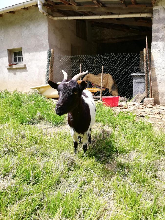 Yourte Mongole Veritable Montcaret Bagian luar foto